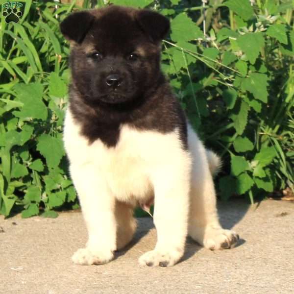 Mac, Akita Puppy